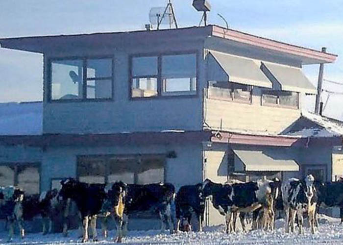 Cows Of C